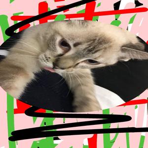 EXCITACIÓN PSICOTRANQUILA