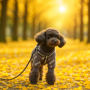 雄株の銀杏並木