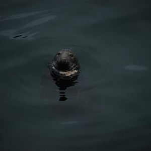 Satterfield Ridges Nesda