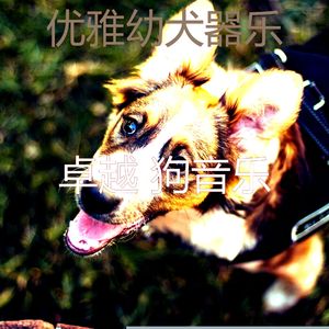 有趣可爱的狗情怀