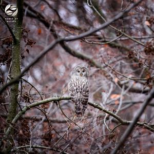 Ephemeral Rain: Piano Drops in Nature's Dance