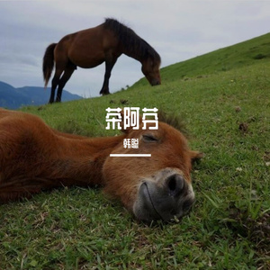茶阿芬 伴奏