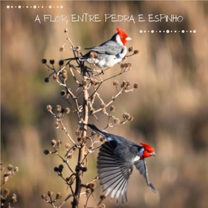 A Flor Entre Pedra e Espinho