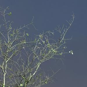 我用什么把你留住(cover福禄寿FloruitShow)