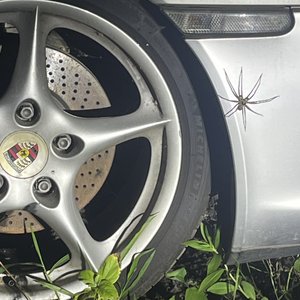 All Bite (Version 1.25)