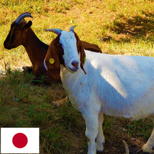 牧草地のヤギの音