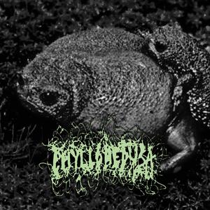 Pelobates, The Explosive Breeders