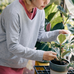 Plant Sound