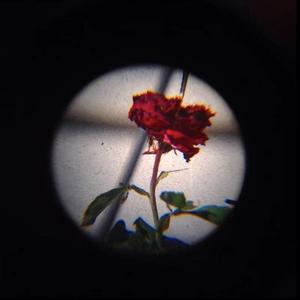 红玫瑰