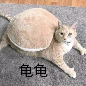 杨花落尽子规啼（翻自 G2er）