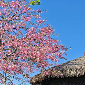 那年花开.wav