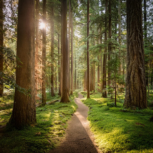 Sonido Mental Suavizado