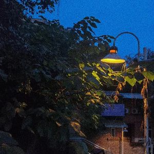 伤也盎然如昙花