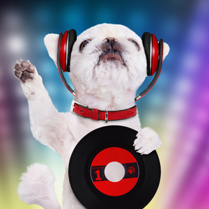 Ambient Music Pet Zen