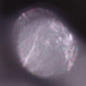 Weber (20200408) (feat. Demiurgòs & dope 'n sangre)