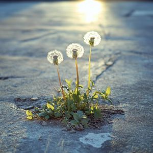 温柔的光丨轻音乐纯音乐 学习专注 BGM