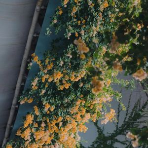 拙慕 （Cover 周深）