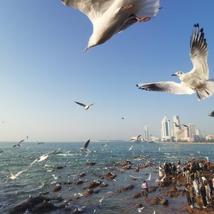 六年后山东自由行