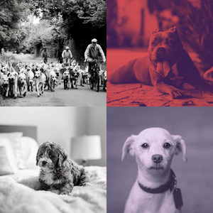 柔和的小狗时刻