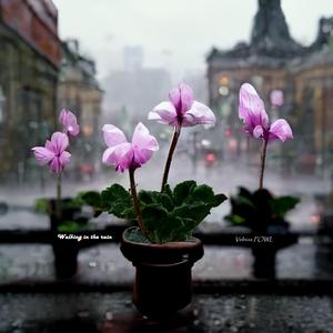 Walking in the rain