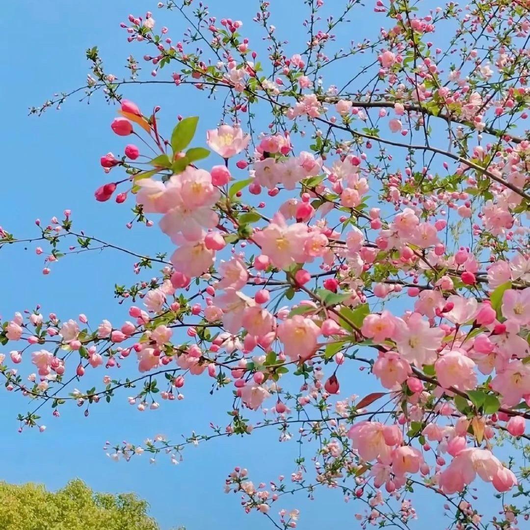 春 · 花信