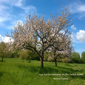 포근한 봄날의 숲속 ASMR