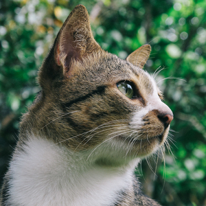 Tabby's Tranquility in the Twilight Torrents