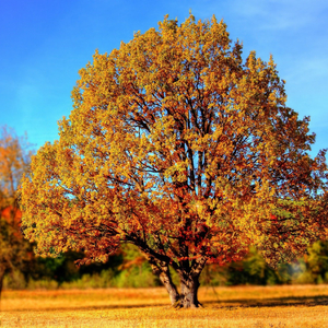 Pagal Bana k Gel | Maithili Song |मैथिलि गीत