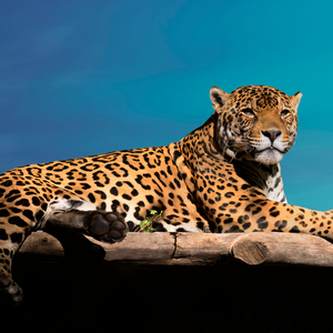 They Don't Want You To Win