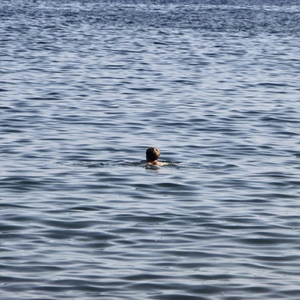 MELANCHOLIE (IG WOT NID GA)