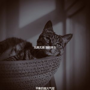 温和睡猫梦想