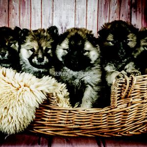 微妙的可爱的狗心情