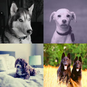 柔和的可爱的狗时刻