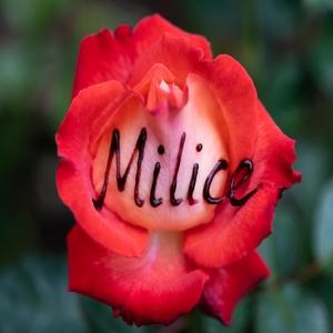 Milice (дали знаеш памтиш)