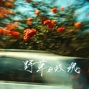 野草与玫瑰