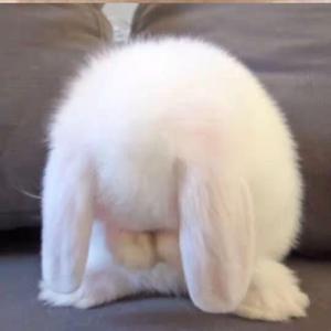 New Boy（抖音热播）