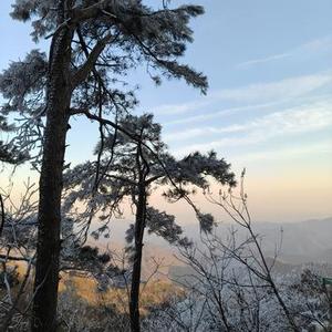 煮雪等归来