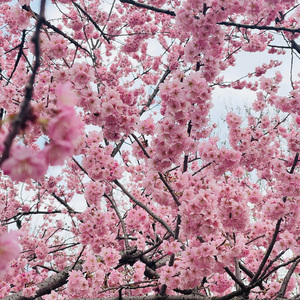 【Free】MISTERK x Anime Slayer typebeat ‘少年游’