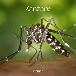 Zanzare