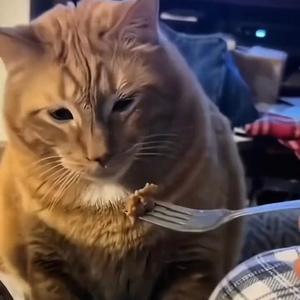 门楼（老北京人地道战歌）