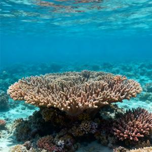 孟婆求你赐我忘情水