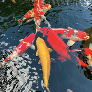 悲伤是件过季风衣