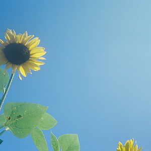 约定（cover王菲）