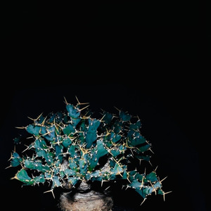 NRTYA (feat. OONOO & botanik)