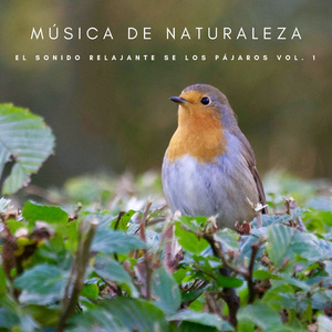 Pájaros En La Mañana