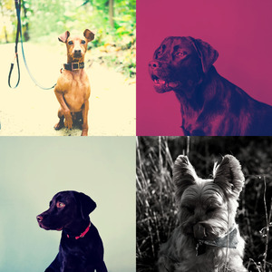 抚慰的可爱的狗回忆