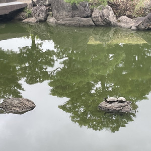 清澄庭園の亀