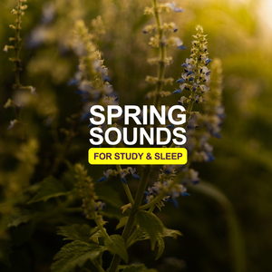 Spring Sounds For Study & Sleep