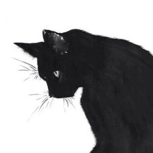 黑猫