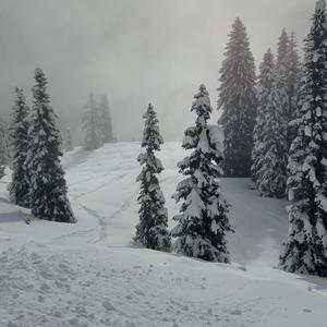 Powder Flu (Bluebird Day Ver.)